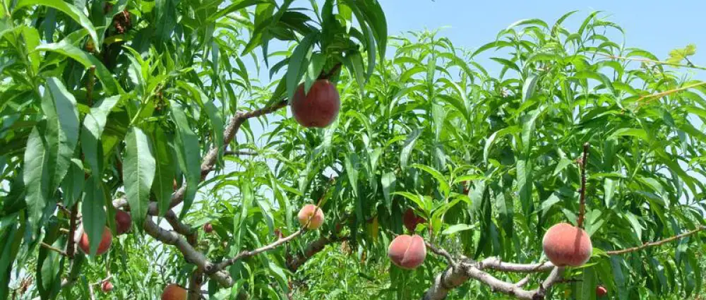 Profumatori Auto per Test Drive Catene﻿﻿