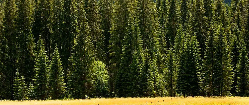 Deodoranti Auto per Cambia Ruote Aziendali﻿﻿